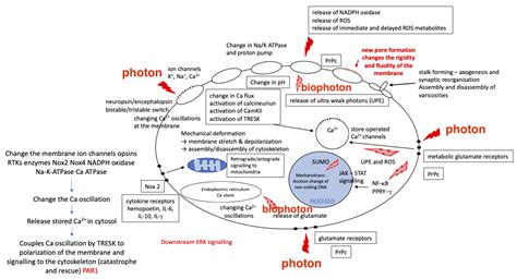 Photophysical Mechanisms of Photobiomodulation Therapy as .